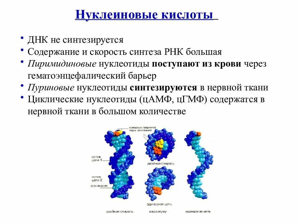 Вирусы состоят из нуклеиновой кислоты. Синтез нуклеиновых кислот происходит из. Нуклеиновые кислоты Синтез РНК. Строение нуклеиновых кислот ДНК. Синтез нуклеиновых кислот происходит в.