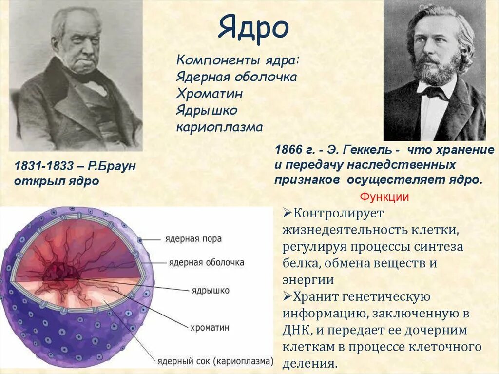 Роль ядра в жизнедеятельности клетки. Кто открыл ядро клетки. Ядрышко функции. Ядерная оболочка в процессе клеточного деления. Какое значение ядра в жизнедеятельности клетки