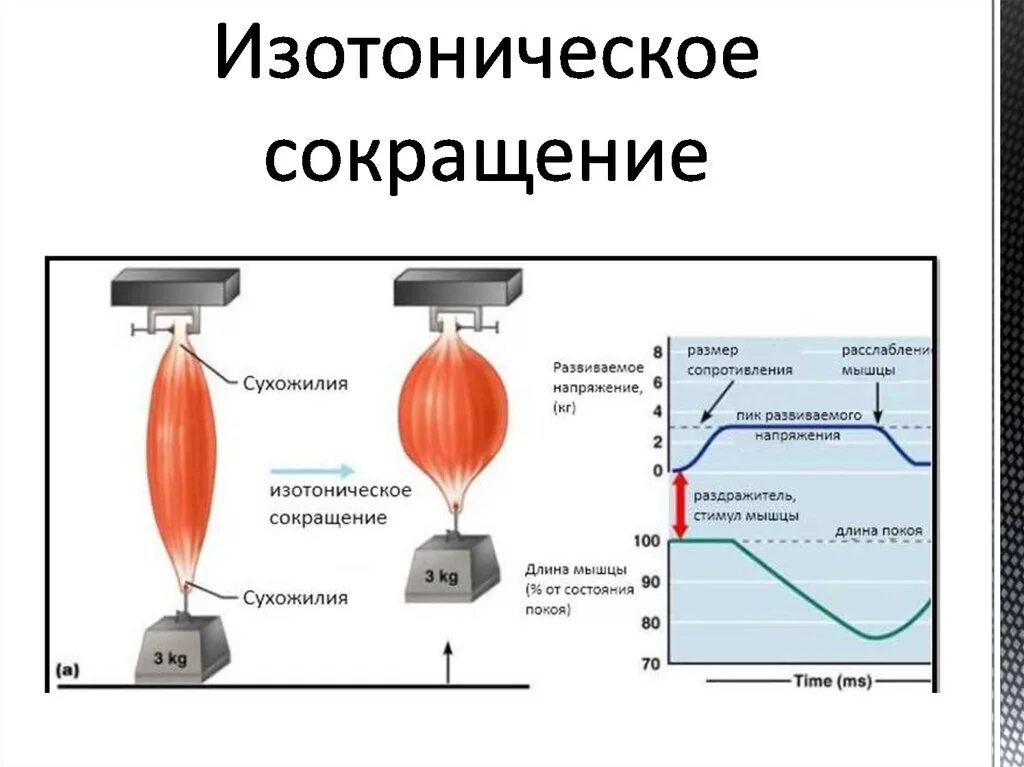 График работа мышц. Изометрическое и изотоническое сокращение. Изотоническое и изометрическое сокращение мышц. Изотонический Тип мышечного сокращения. Изометрический и изотонический режим сокращения мышц.