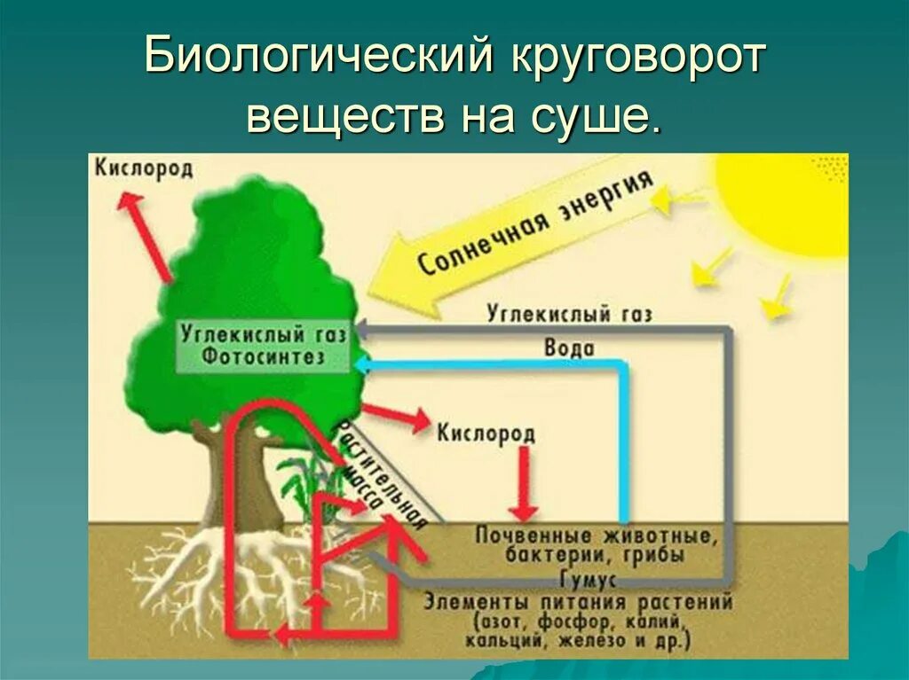 Отношение углекислого газа к воде