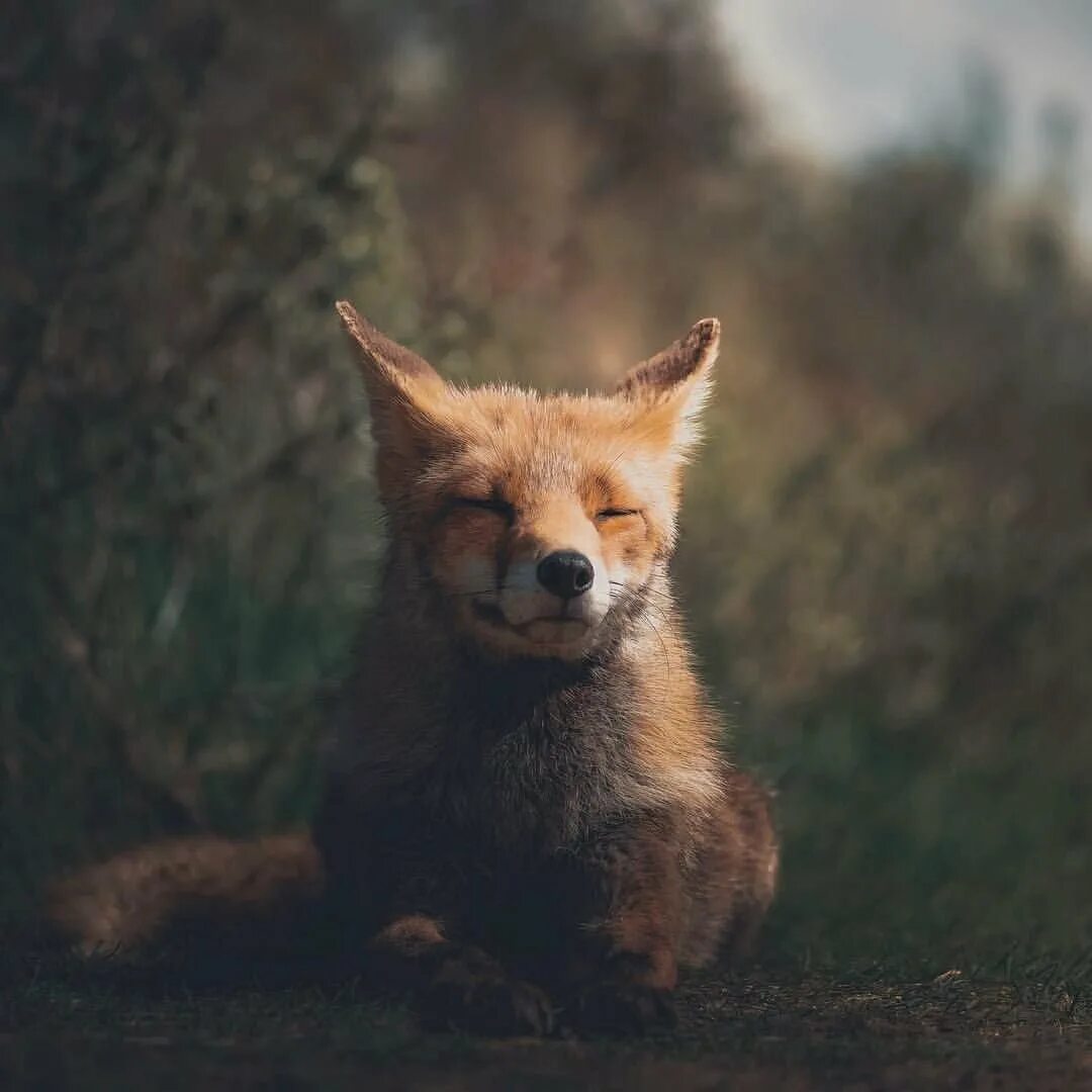 Лисы эстетика. Лисы эстетика. Конста пункка. Конста пункка. Дикая лиса.