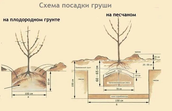 Схема посадки саженца яблони. Посадка саженцев плодовых деревьев весной груши. Схема посадки саженцев яблони. Посадка яблони весной саженцами.