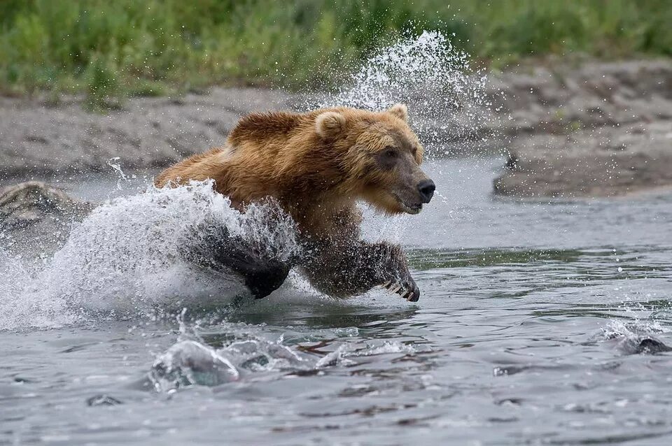 Медведь плавает скорость