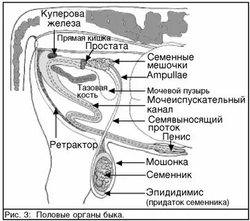 Прямая кишка простата