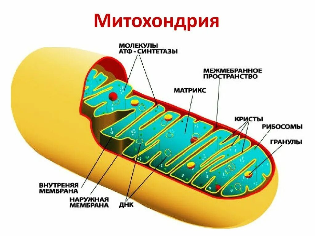 Органоиды растительной клетки митохондрия