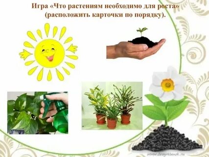 Растения и условия их жизни