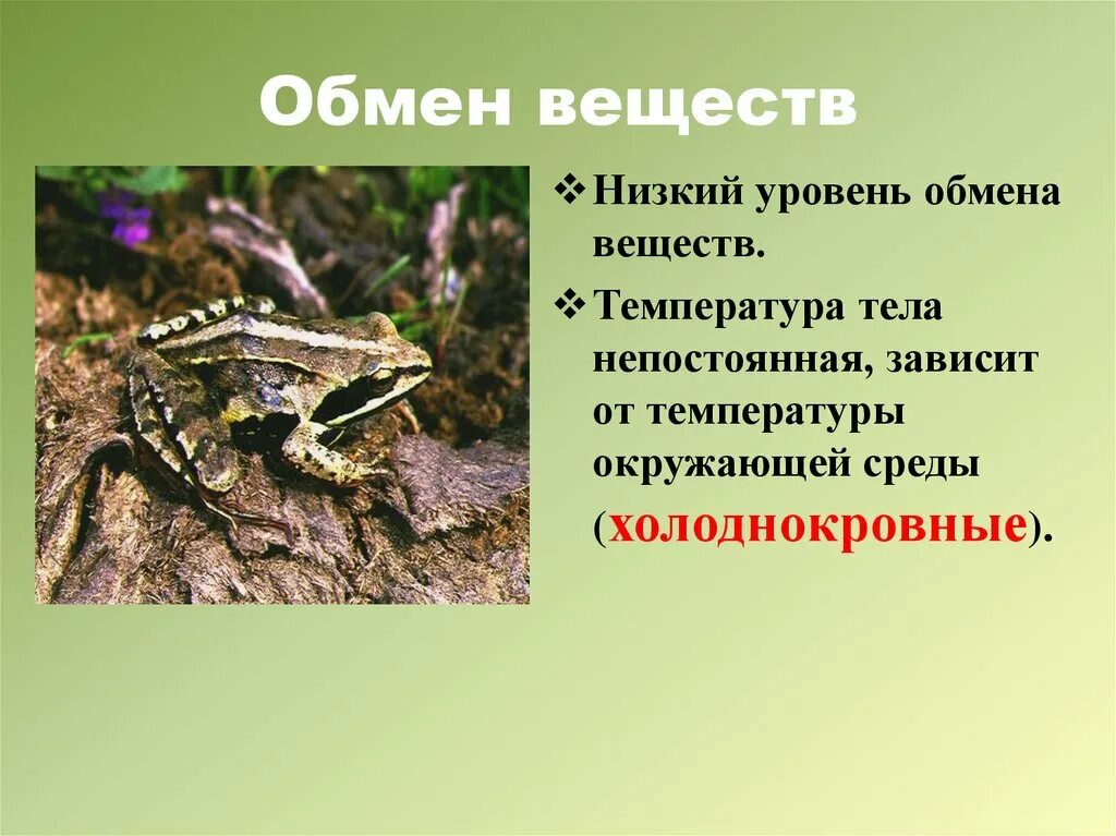 Обмен веществ у земноводных. Пресмыкающиеся обмен веществ. Обмен веществ у амфибий. Уровень обмена веществ у земноводных.