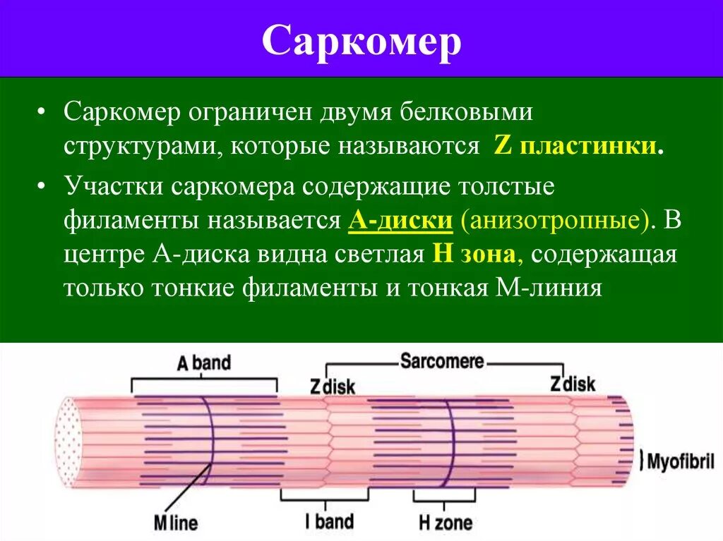 Скелетная мышечная ткань саркомер. Мышечное волокно саркомеры строение. Строение мышцы саркомер милфибрила ткань. Основные элементы структуры саркомера. Миозин мышечной ткани