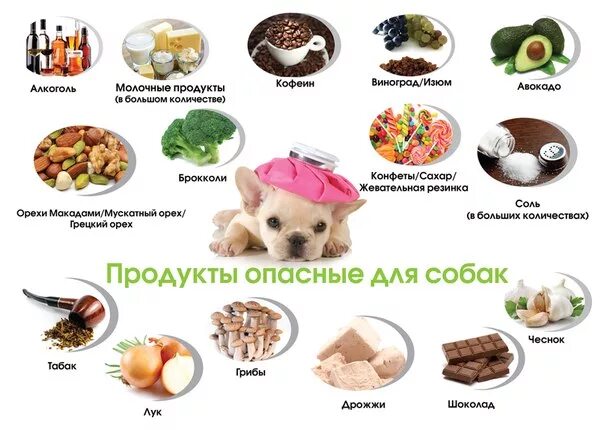 Можна давать. Список опасных продуктов для собак. Какие продукты нельзя давать собакам. Запрещенные продукты для собак. Вредные продукты для собак.