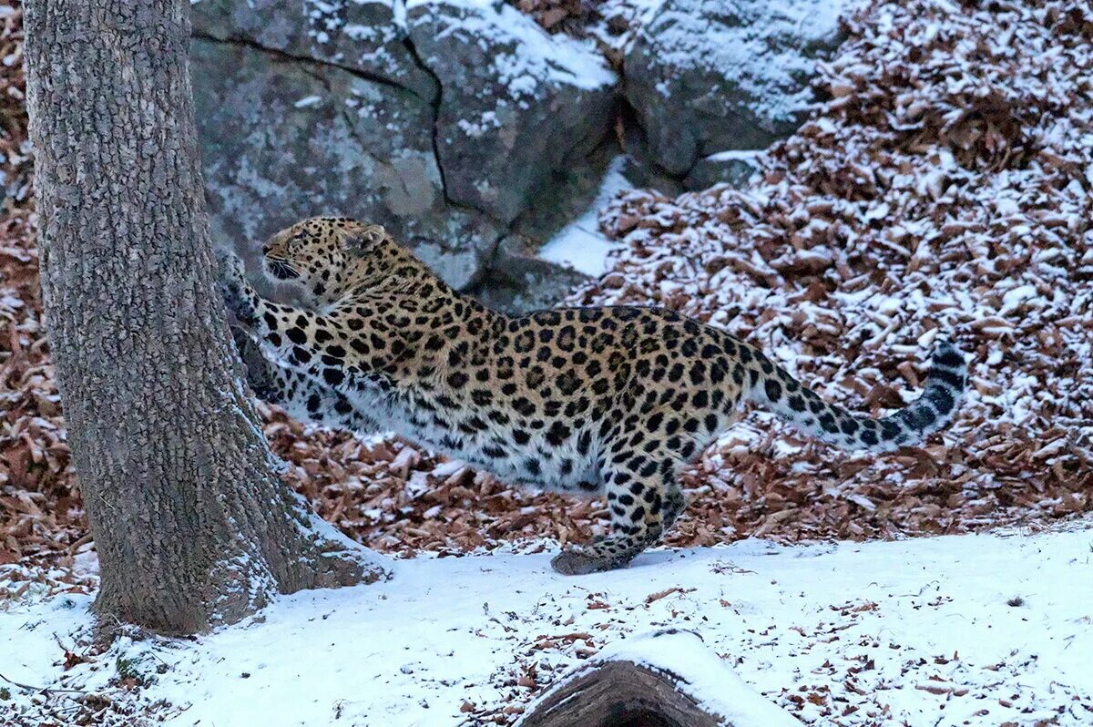 Площадь леопардов