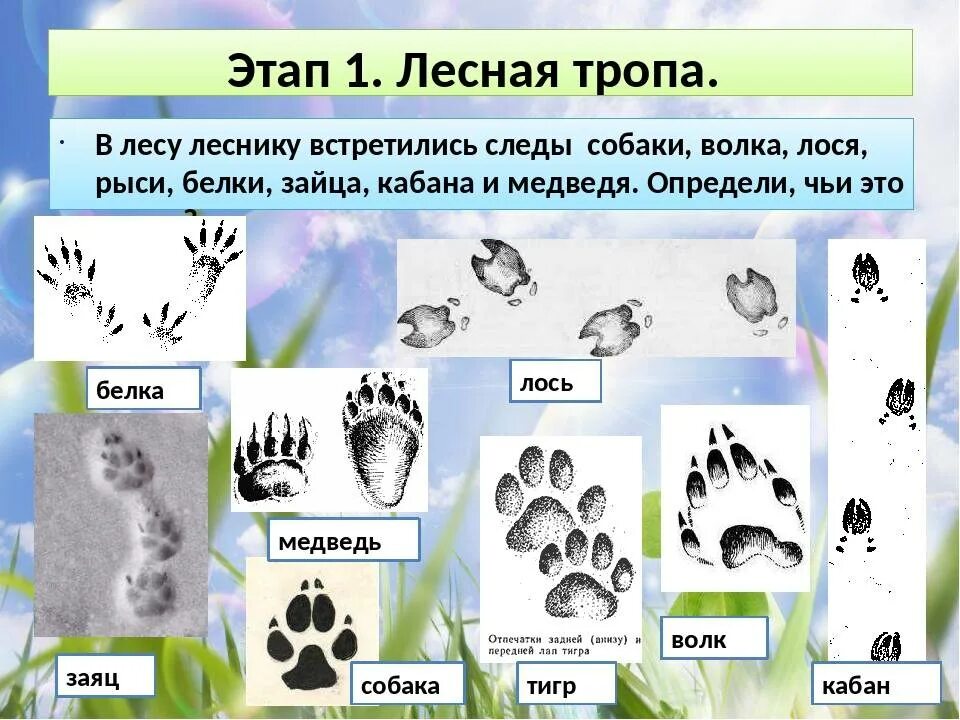 По волчьему следу книга. Волчий след читать. Отпечаток лапы волка и собаки. Следы волка на снегу. Отпечаток лапы волка и собаки.