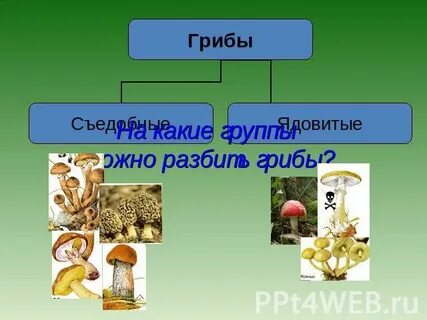 Разделить грибы на две группы
