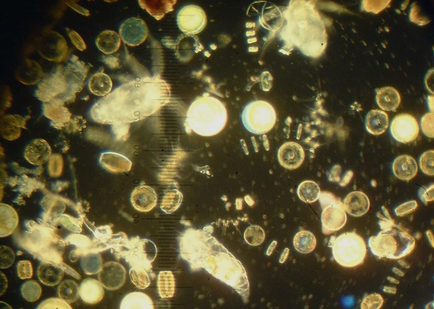 Фитопланктон нанопланктон зоопланктон. Одноклеточные планктонные водоросли. Фитопланктон водоросли. Планктонные бактерии. Фитопланктон б