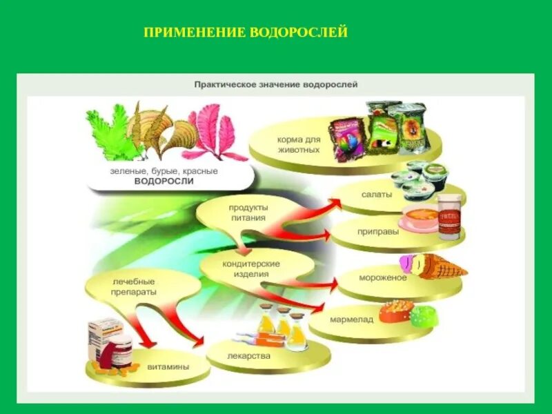 Применение водорослей. Роль водорослей в жизни человека. Схема использования водорослей. Практическое использование водорослей.