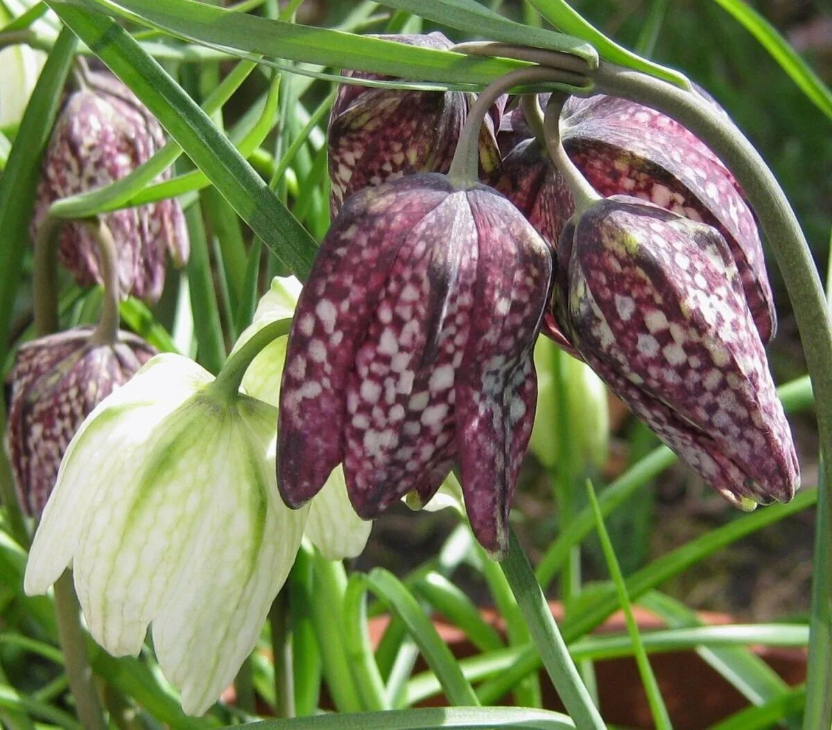 Рябчики цветы купить луковицы фото. Рябчик шахматный Fritillaria meleagris. Рябчик цветок. Фритиллярия meleagris. Цветок рябчик Императорский.