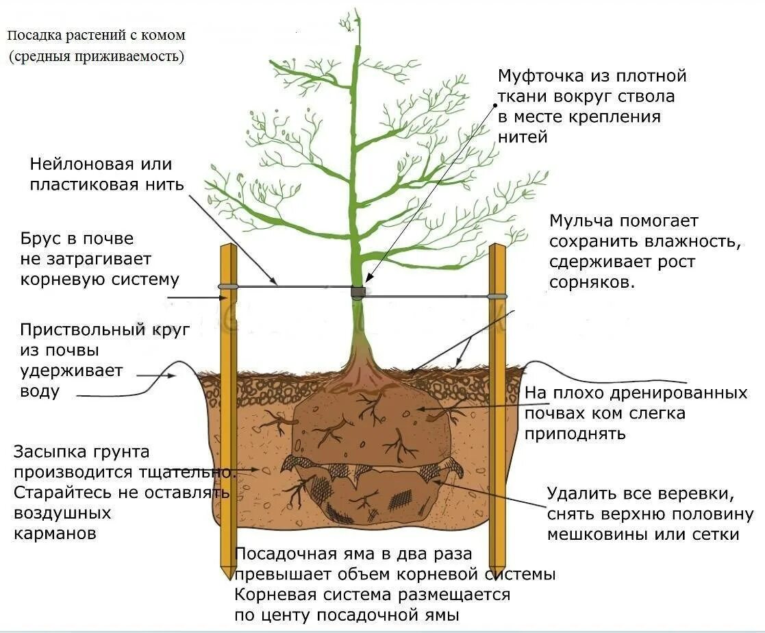 Когда лучше сажать деревья весной. Посадка саженцев плодовых деревьев весной груши. груша корневая система глубина посадки. схема посадки саженцев кустарников. схема посадки саженцев плодовых деревьев.