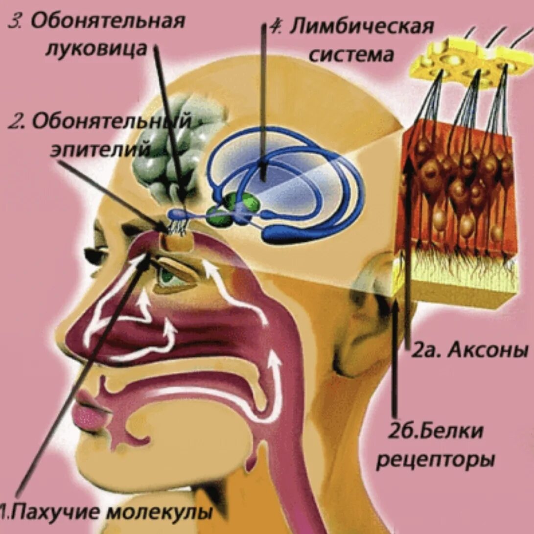 Запах обонятельные. Влияние эфирных масел на организм человека. Механизм воздействия эфирных масел. Механизм воздействия запахов на человека. Восприятие запахов.