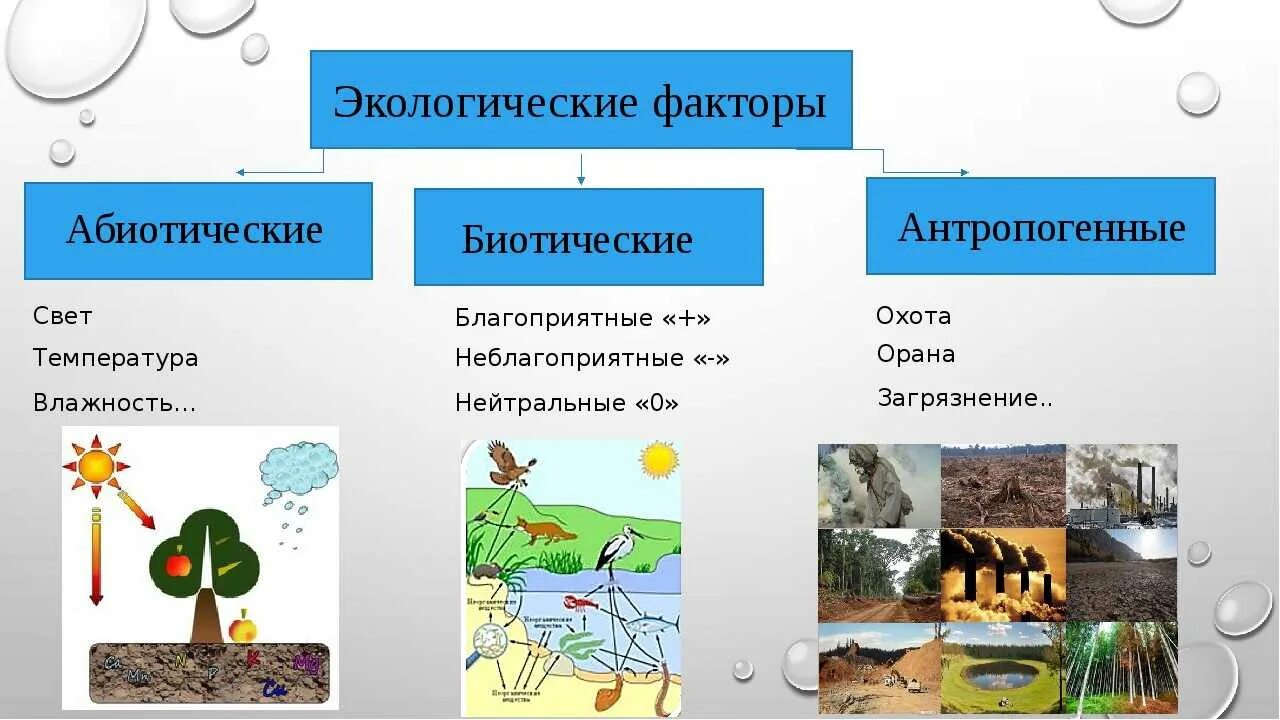 Условия для жизни живых организмов. Биотические и абиотические факторы среды. Схема факторы среды абиотические и биотические. Абиотические и биотические экологические факторы. Экологические факторы биотические факторы.