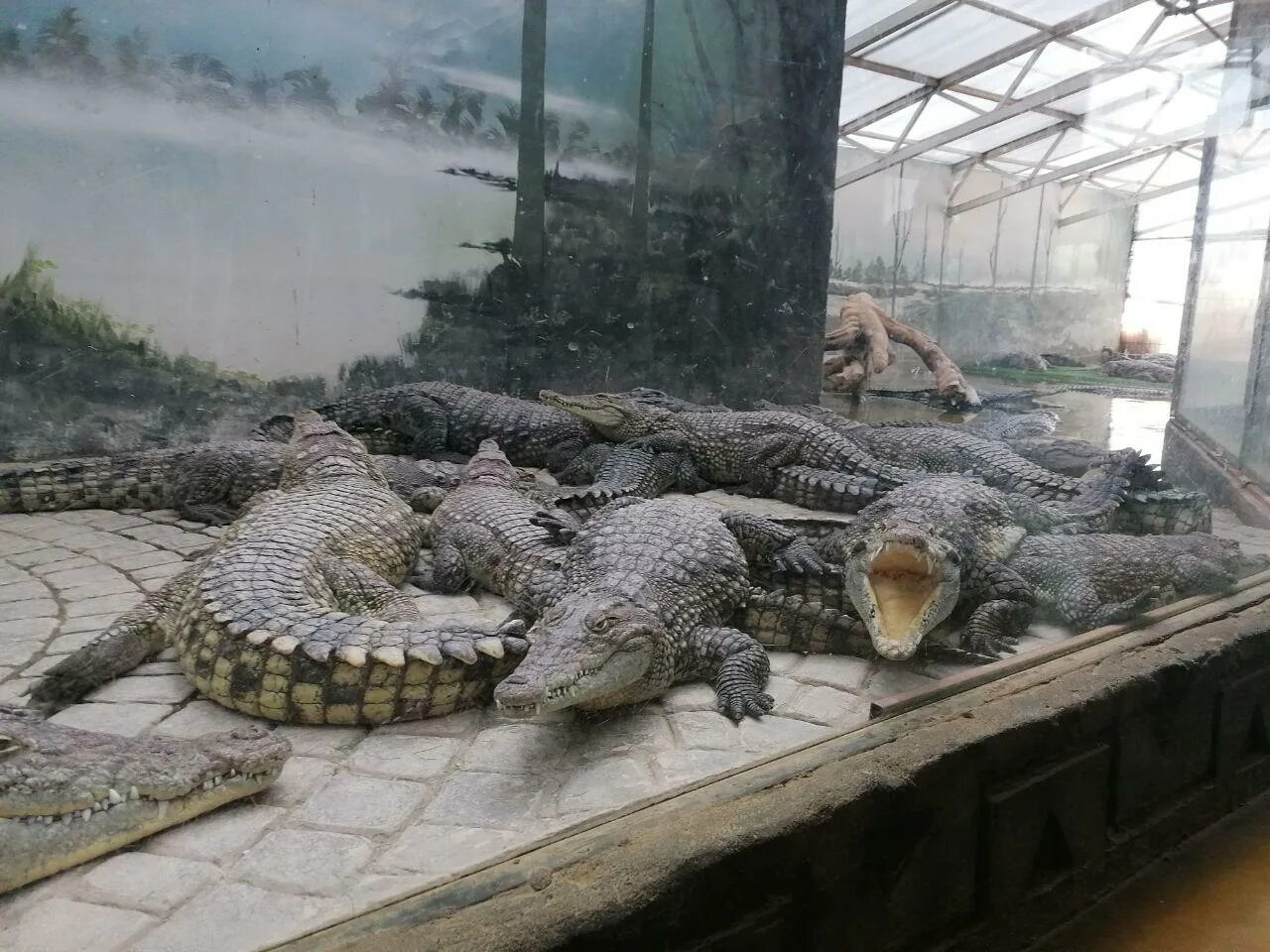 Крокодил в пушкино. Ленинградский зоопарк крокодил. Российские крокодилы. Крокодил в зоопарке. Нильский крокодил.