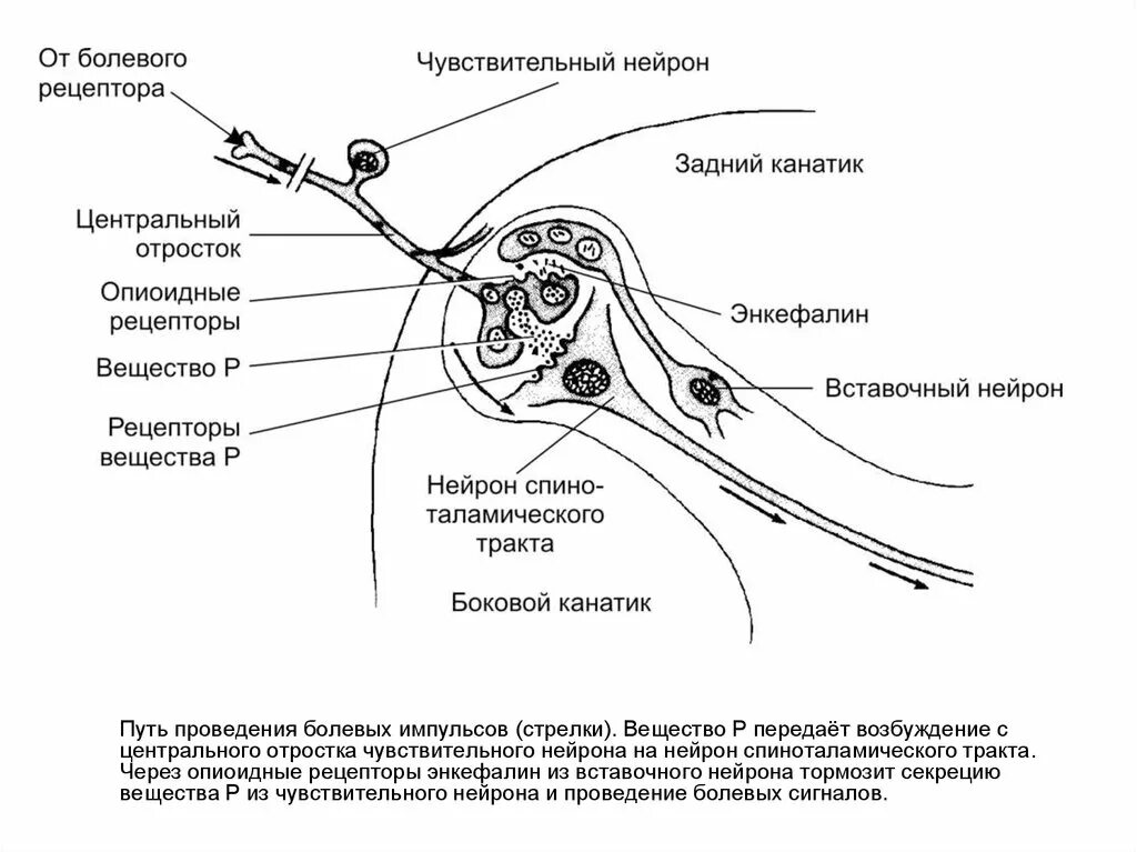 Периферические чувствительные нейроны. Периферические чувствительные нейроны. Анатомия центрального двигательного нейрона. Чувствительный нейрон в нервном узле. Периферические чувствительные нейроны.