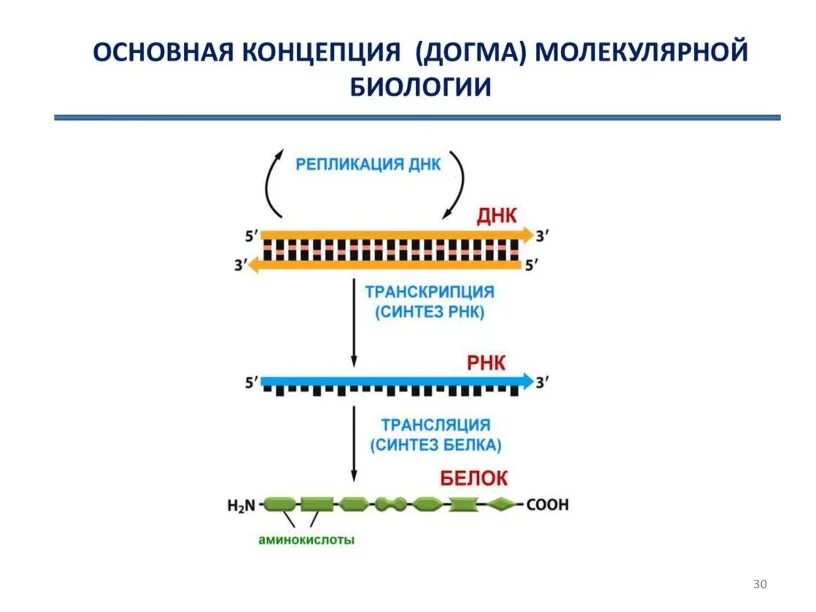 Центральная Догма молекулярной генетики схема. Базовые концепции молекулярной биологии. Центральная Догма молекулярной биологии схема. Центральная Догма молекулярной биологии формулировка.