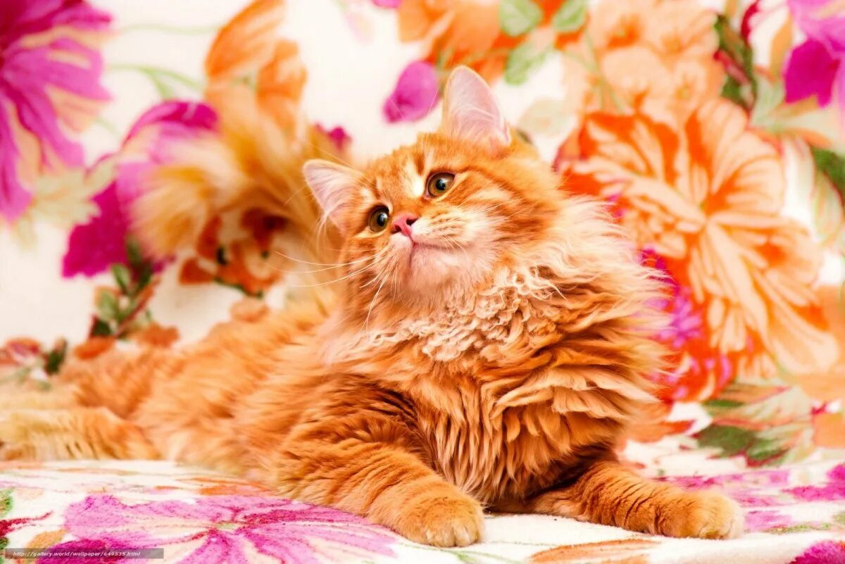 Фон рыжий кот. Красивый рыжий кот. ярко рыжий котенок. рыжий кот фото красивые. красивая рыжая кошка.