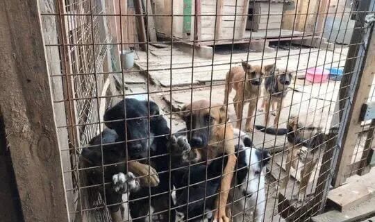 Приют для отловленных собак. Приют для собак нижний тагил. Бездомные собаки из приюта. Бездомные животные в приюте. Приют для собак.