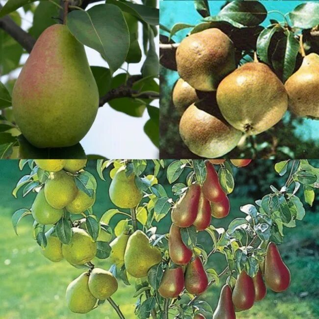 Груша любимица яковлева. Груша сорт светлянка. Груша (плод). Сорт груши чижовская. Гюльшан груша.