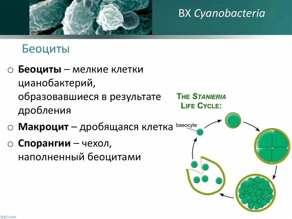Цианобактерия размножение. Жизненный цикл цианобактерий схема. Синезелёные водоросли цианобактерии. Беоциты у цианобактерий. Группы организмов цианобактерии