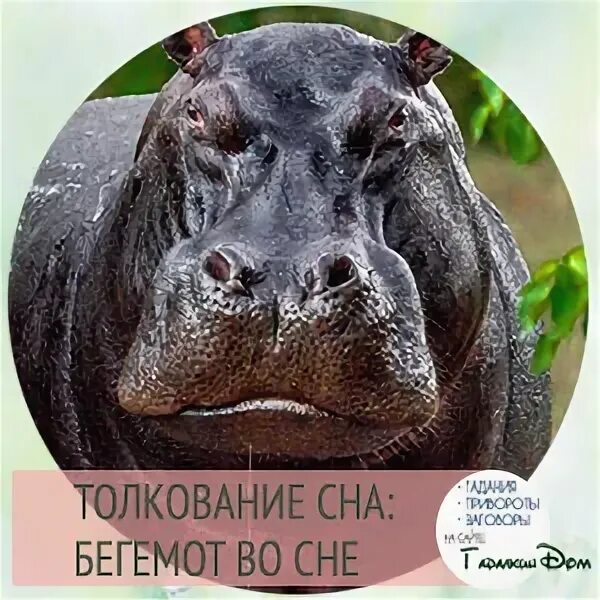 Пара бегемотов. Приснился бегемот. Сон бегемота. Сонник бегемот. Приснился бегемот.