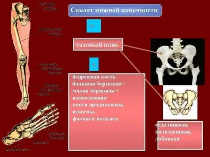 Структурный скелет