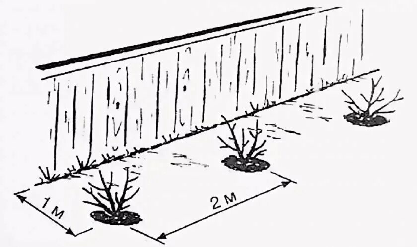 На каком расстоянии сажать ежевику друг. Схема посадки крыжовника. Схема посадка кустарников жимолости. Схема посадки смородины. Схема посадки смородины и крыжовника.