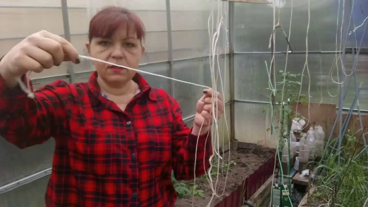 Подвязка томатов в теплице петлей. Подвязка помидор. подвязка помидор в теплице. подвязывание помидоров в теплице. подвязка огурцов и помидоров.