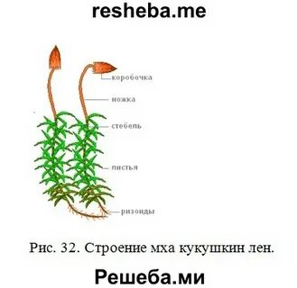 Лабораторная работа по биологии внешнее строение мхов