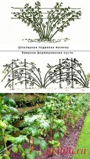 Как подвязать малину правильно весной фото пошагово