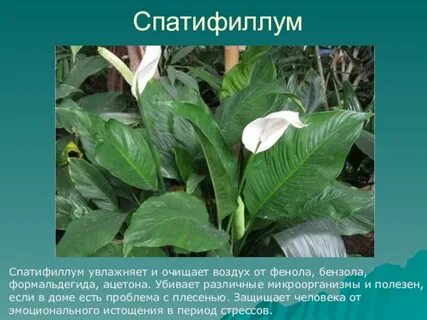 Спатифиллум влажность воздуха