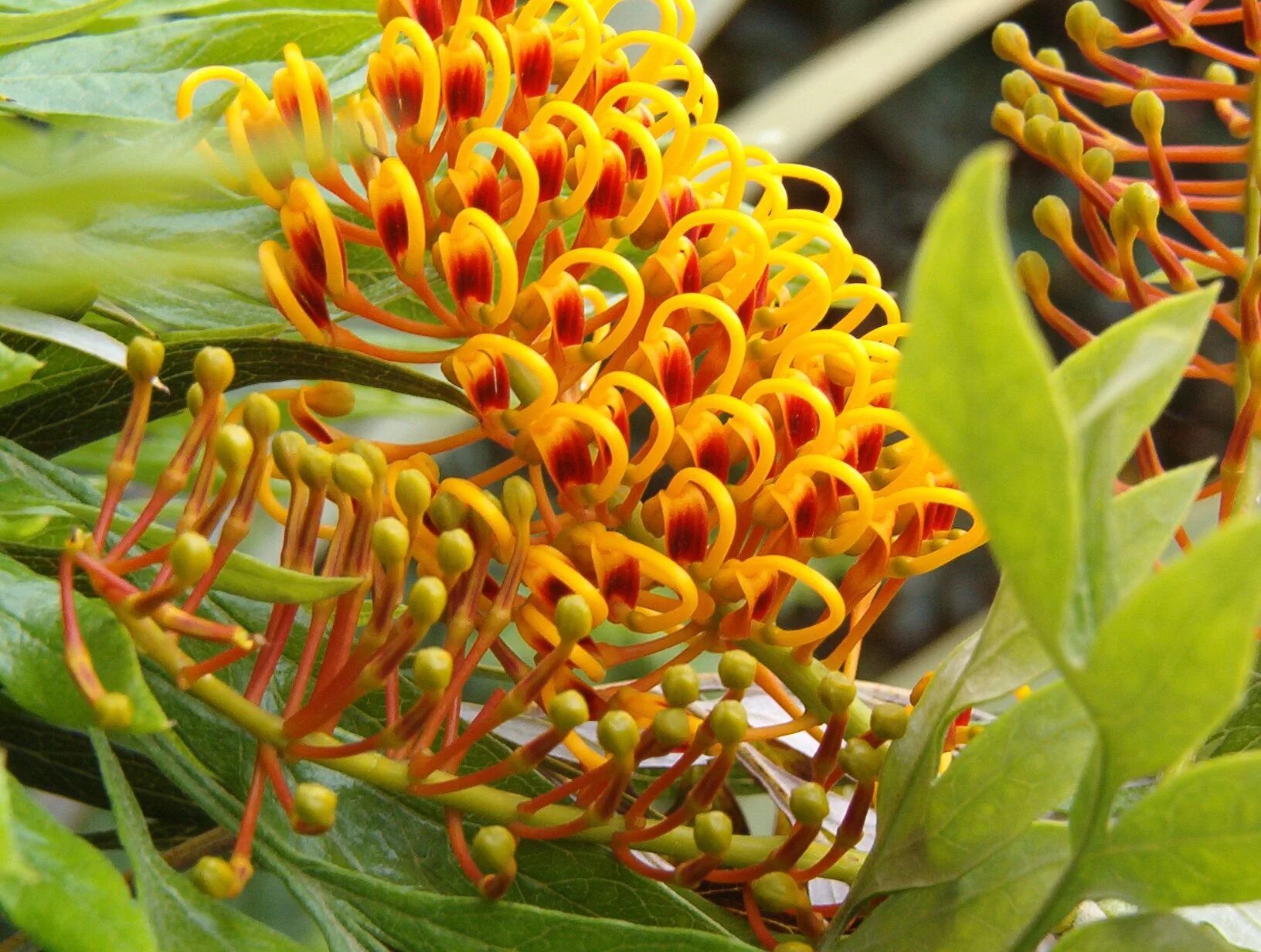 Желтый комнатный цветок название. Гревиллея robusta. Grevillea robusta растение. Древовидная Гревиллея. Grevillea Гревиллея.