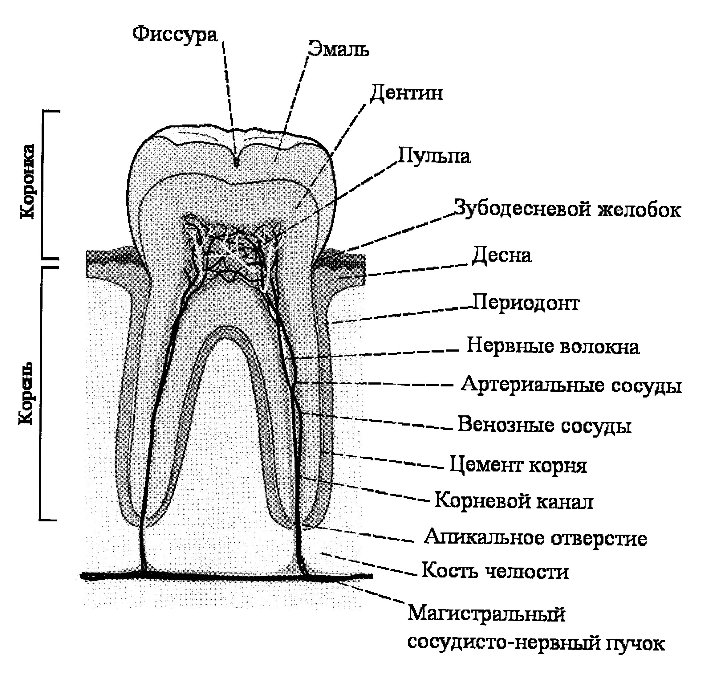 Картинка зубы человека