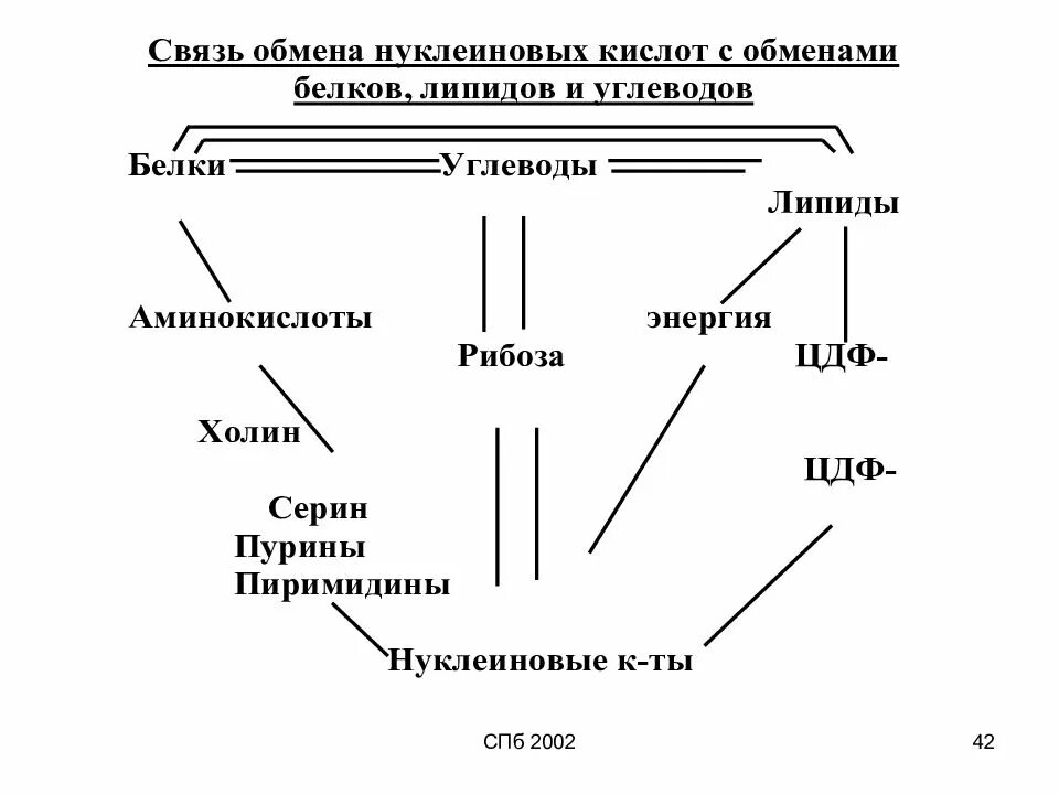 Функции нуклеиновых кислот углеводов. Взаимосвязь обмена белков и нуклеиновых кислот.. Взаимосвязь углеводного и белкового обменов. Схема взаимосвязи обмена углеводов и белков. Взаимосвязь обмена нуклеиновых кислот и липидов.