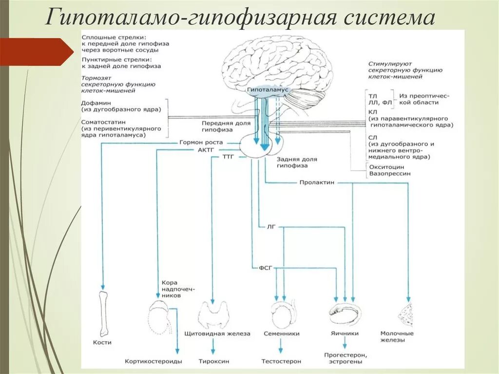 Гипоталамо-гипофизарная система схема физиология. Схема строения гипоталамо гипофизарной системы. Гипоталамо-гипофизарная система конспект. Схема гипоталамо-гипофизарной яичниковой системы. Гипофиза гипоталамо гипофизарная система