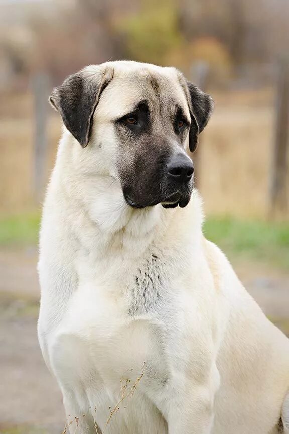 KANGAL VS PİTTBUL - YouTube