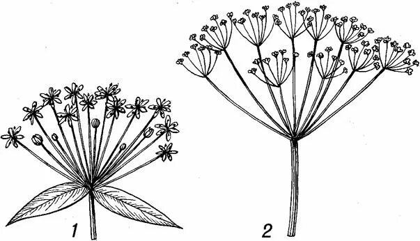Соцветие зонтик морковь. Семейство зонтичные соцветия. Соцветие сложный зонтик борщевик. Соцветие зонтичных схема. Соцветие семейства зонтичные схема.