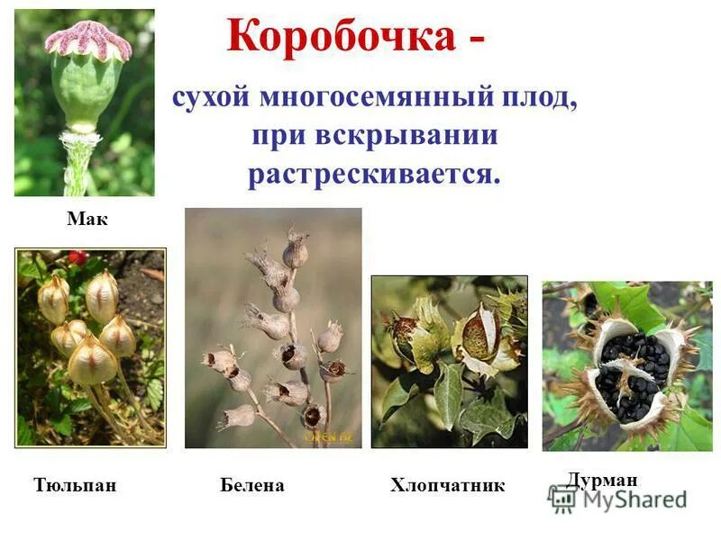 выбери сухой многосемянный плод. выбери сухой многосемянный плод. боб многосемянный плод. выбери сухой многосемянный плод. функции сухих многосемянных плодов.