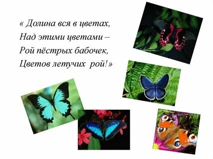 Значение цветов бабочек