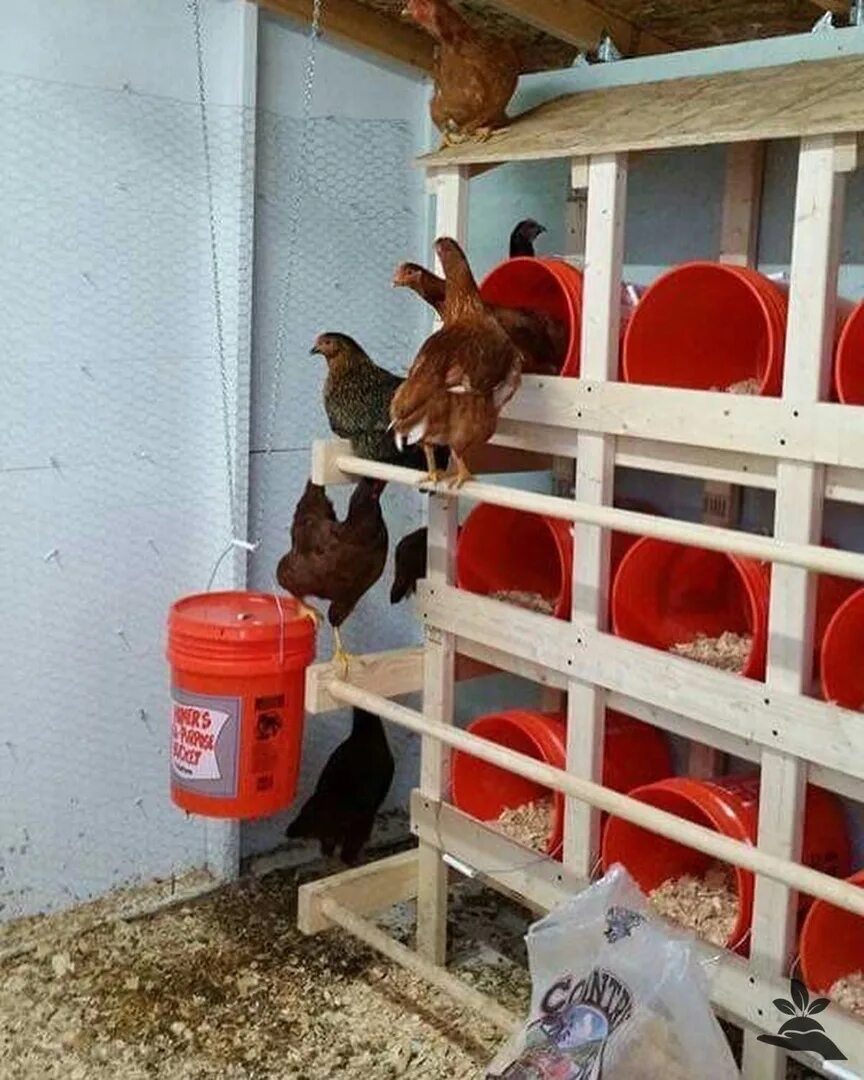Насест для индюков. Насест для кур. Кормушка для курей из пластиковой трубы. Насесты и кормушки для кур. Насесты для кур оригинальные идеи.