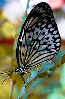 Papillon бабочка