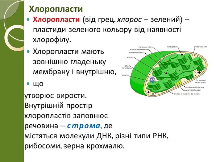 Хлоропласты описание и функции. Функции граны в хлоропласте. хлоропласт в клетке выполняет функцию. будова хлоропласта. хлоропласт характеристика и функции.
