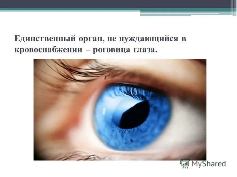 нуждаюсь в органах