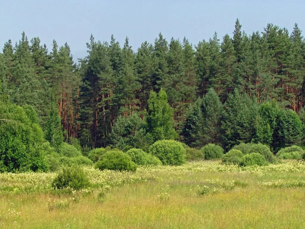 Лес сиб. Лес Пензенской области. Лесной массив Пензенской области. Сосновый лес Пенза. Лесное хозяйство Пензенской области.