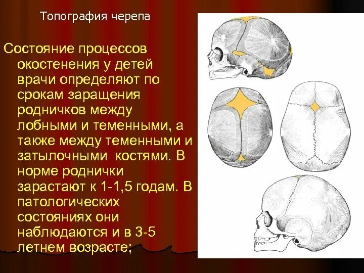 Топография черепа. Точки окостенения черепа. Роднички черепа анатомия. Окостенение костей черепа.